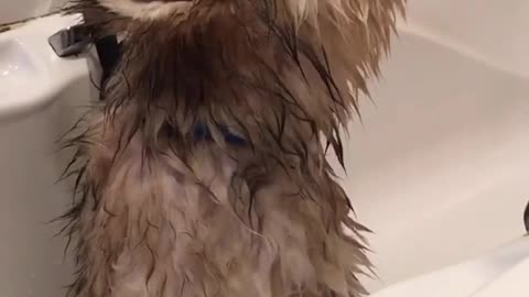 Cute pet funny video