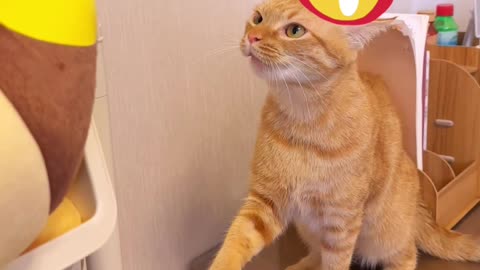 "Clash of the Kitties: Intense Battle Between Two Angry Cats!"