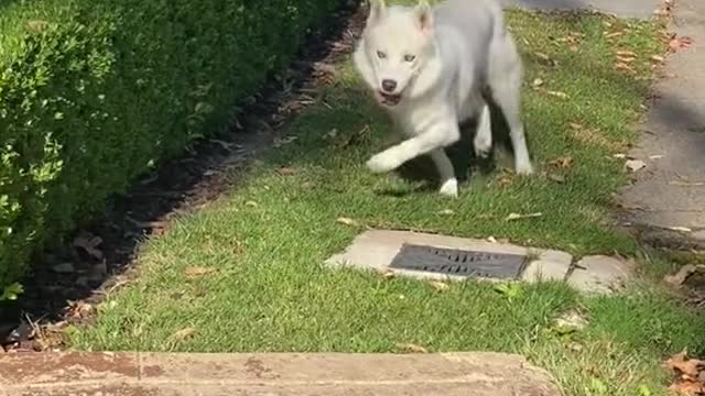 Happy Dogg walking like a solider
