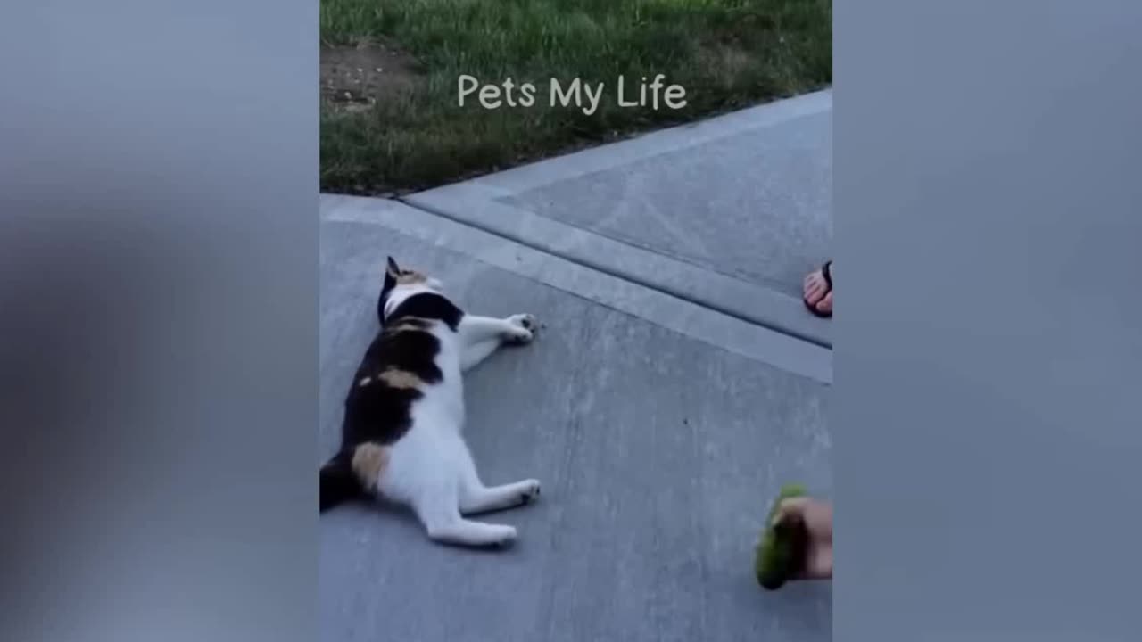 Funny animal video[😂🤣🤣not laugh]