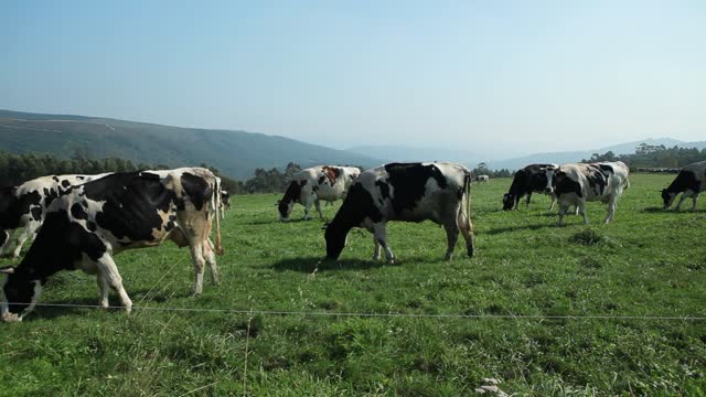 Cows