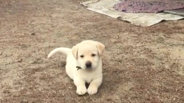 Look how fumbly bumbly he is