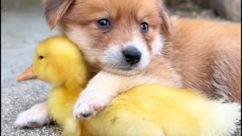 Puppy and Duckling: Best Friends at Play