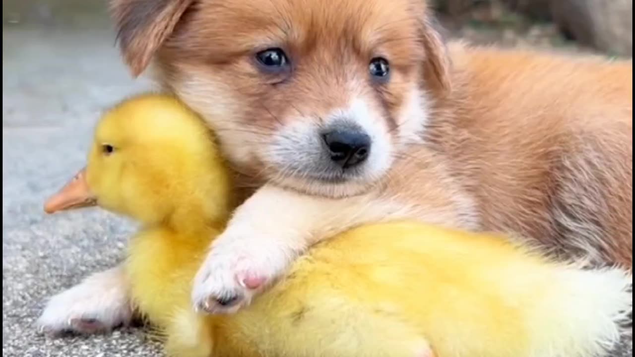 Puppy and Duckling: Best Friends at Play