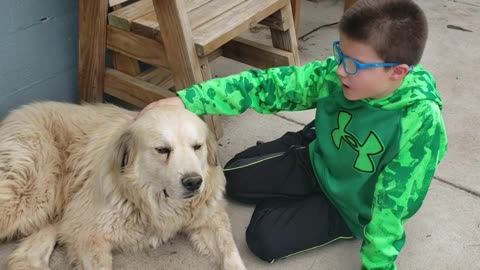 MEET BENTLEY, THE OLD GREAT PYRENEES