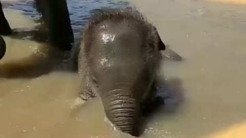 Elephant baby | elephant baby playing | elephant baby bath