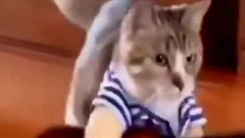 Funny Cat Videos