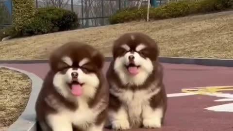 So cute twins puppy