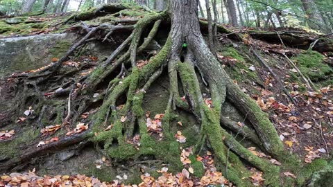 Rad Roots