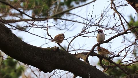 AMAZING BIRDS Beautiful birds inhabit all terrestrial on the planet earth.