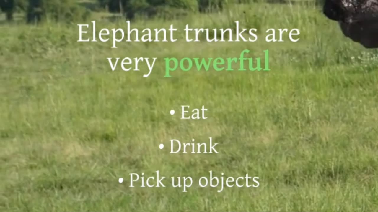 "Majestic Giants: Fascinating Elephant Facts 🐘" | By Learn & Fu