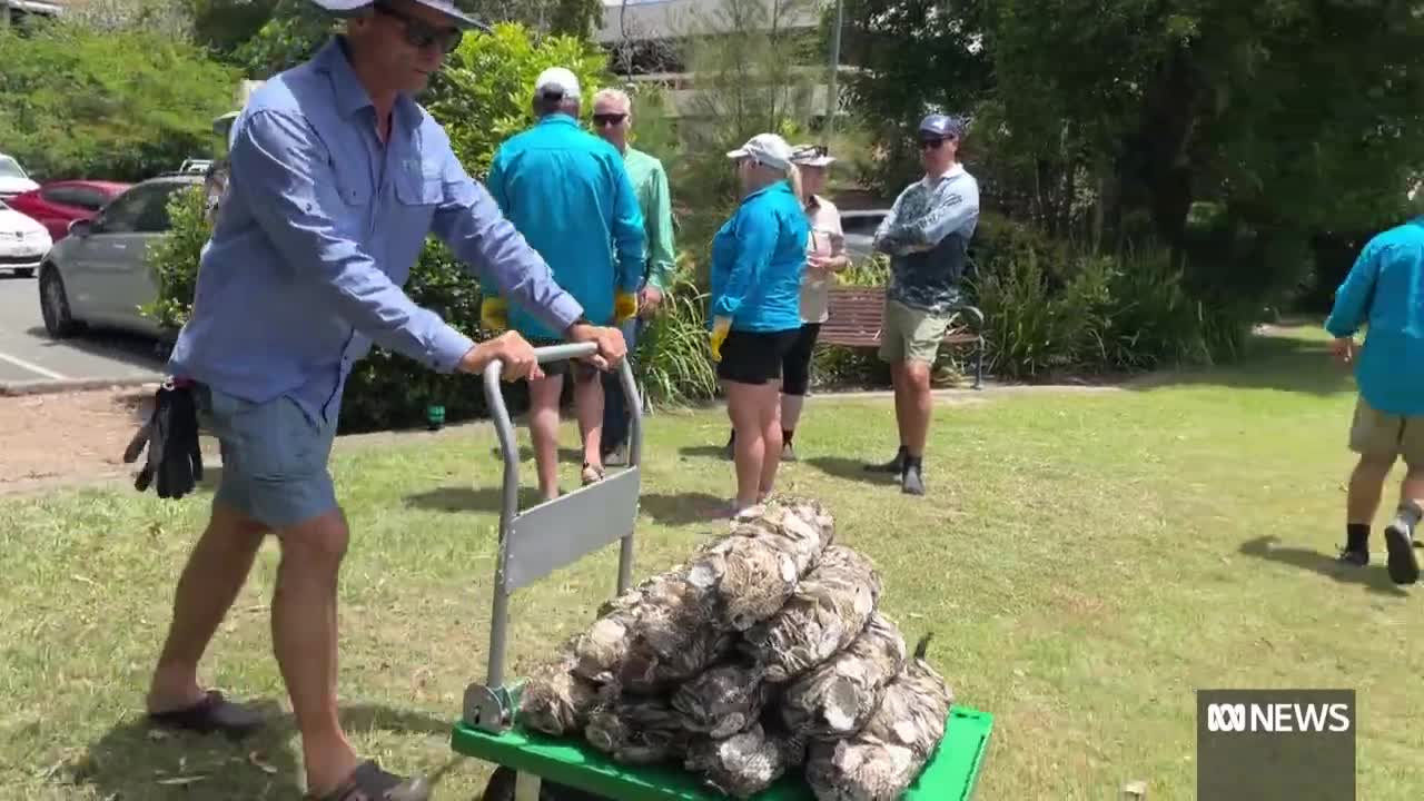 The oyster project adding 'ecosystem engineers' to Noosa River