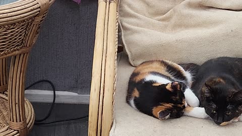 All the kittens wolf ,peanut, rusty ,kit ,zeus