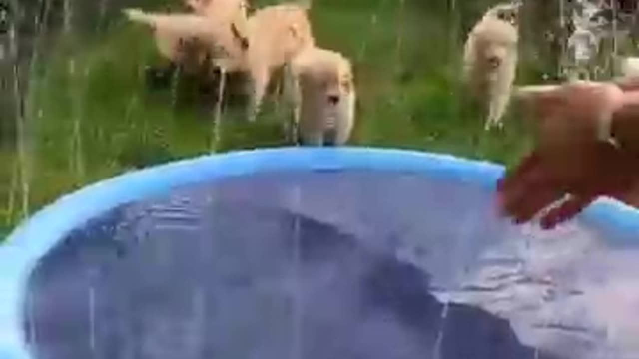 Puppies playing with sprinkler pool !! 🐶