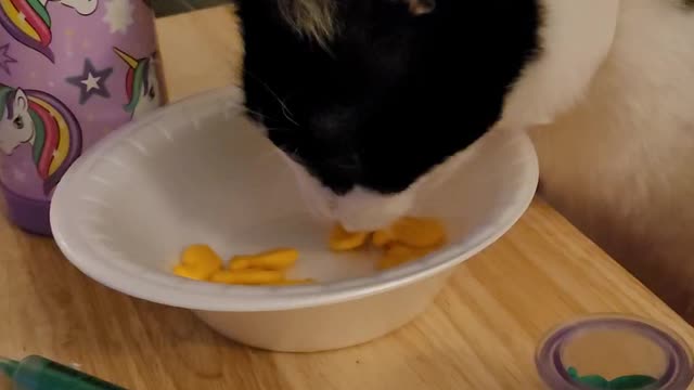 Cat stealing goldfish crackers