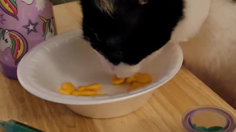 Cat stealing goldfish crackers