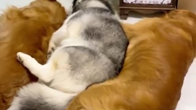 Golden Retrievers and Husky Meeting Their Best Friends Newborn Kitten #Cute #Sweet