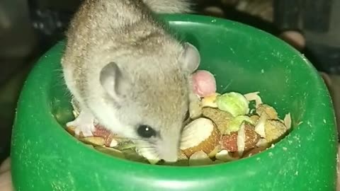 african pygmy dormice