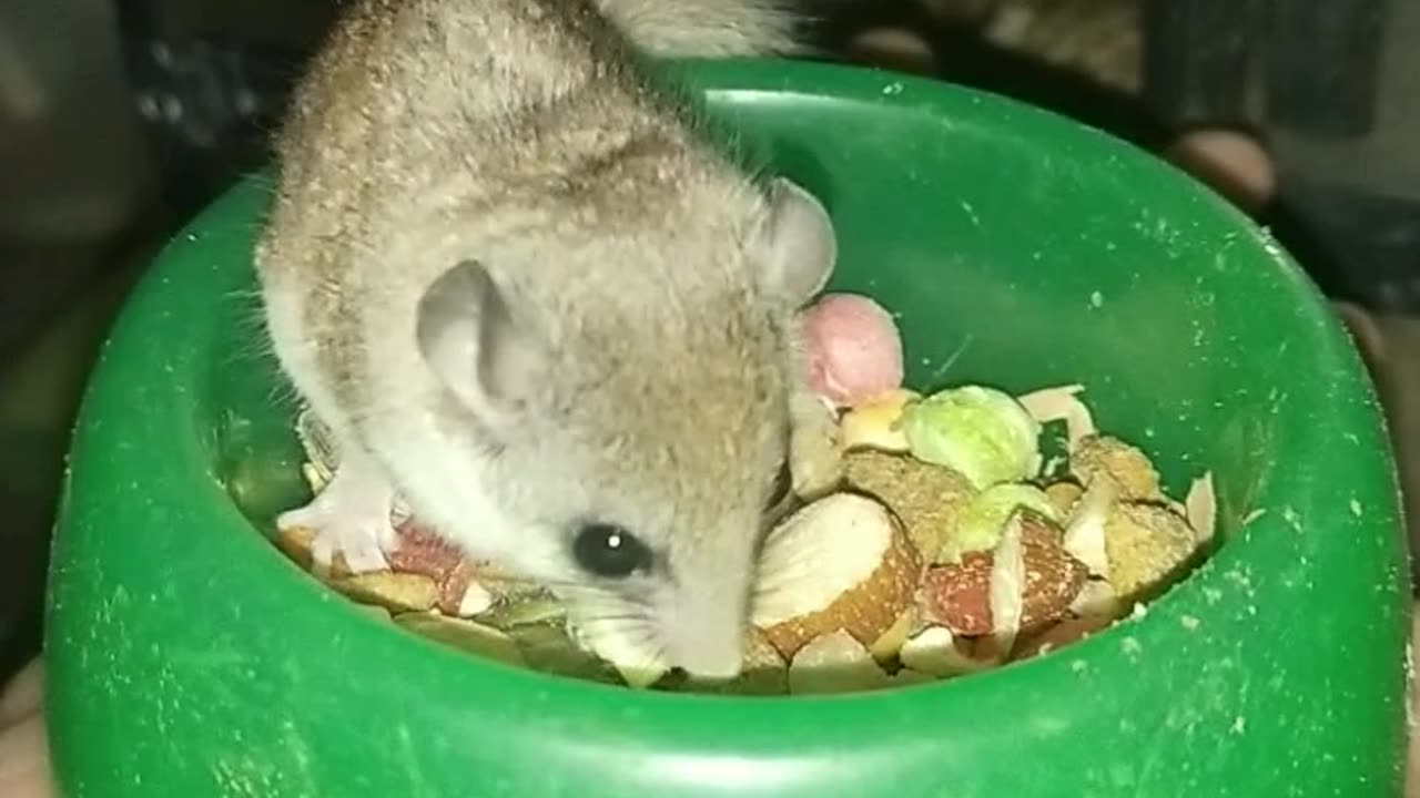 african pygmy dormice