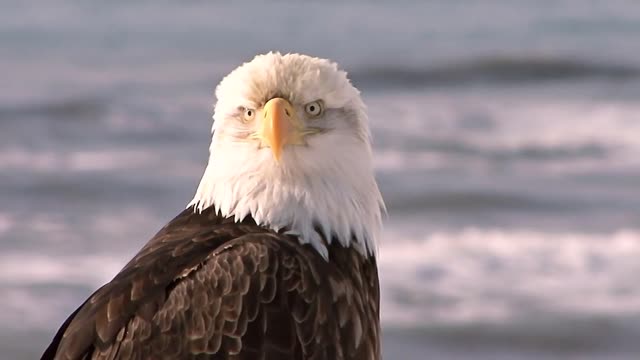 close up of bald eagle with sea in the background