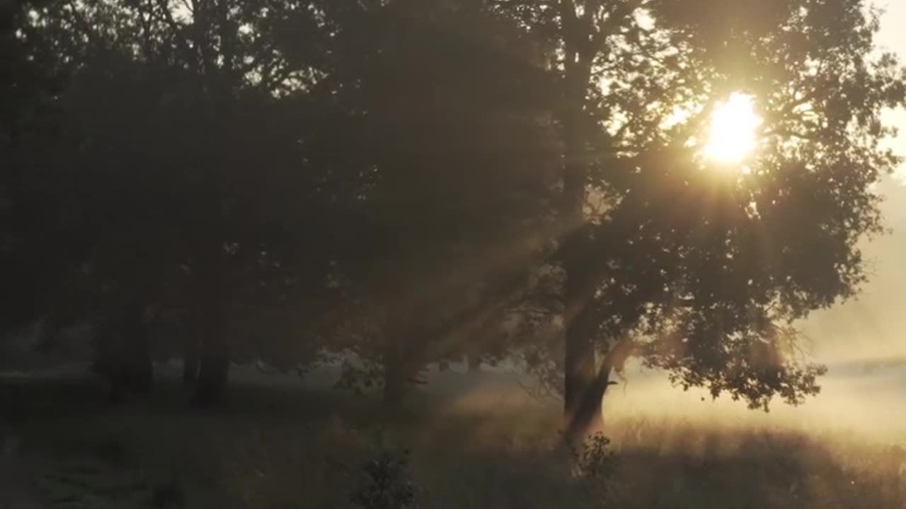 MORNING IN A MISTY FOREST🌲🌲🌲