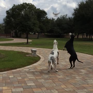 Gran Daneses sospechan de un drone, intentan comérselo