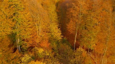 Enchanting Autumn Forests with Beautiful Piano Music