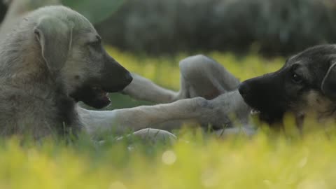 Funny dogs are playing