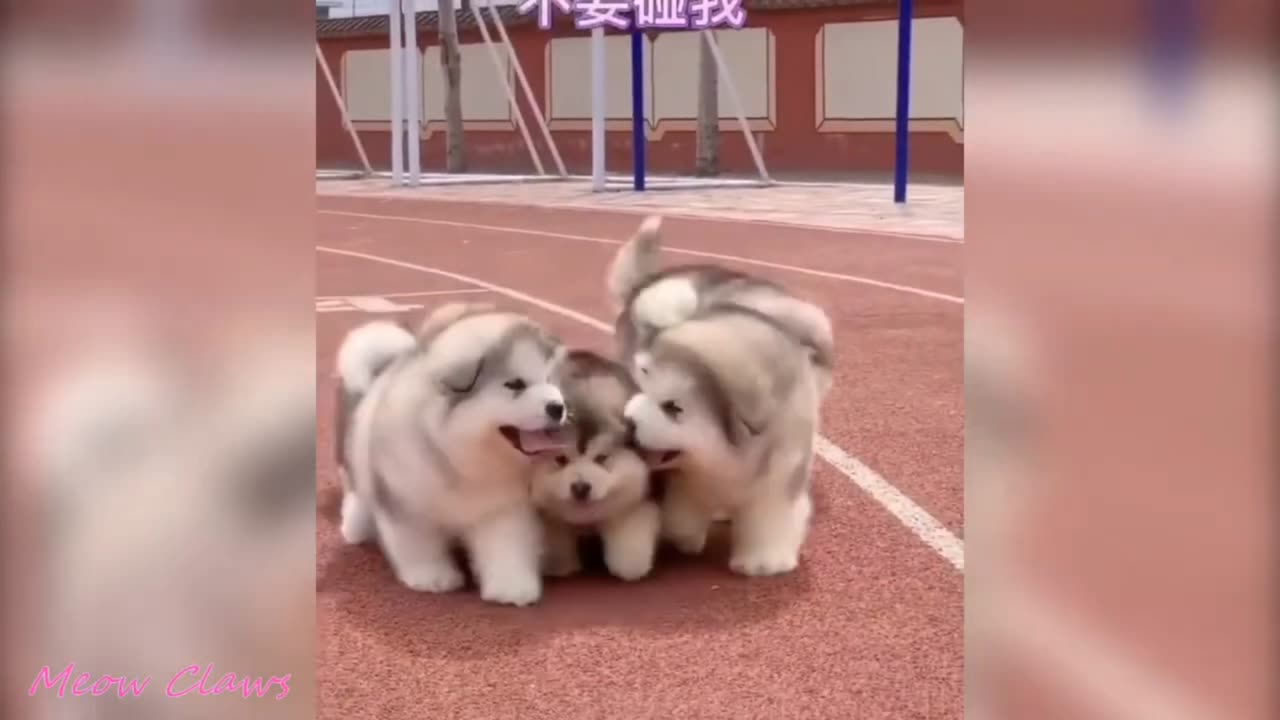 Cute puppy videos 🥰