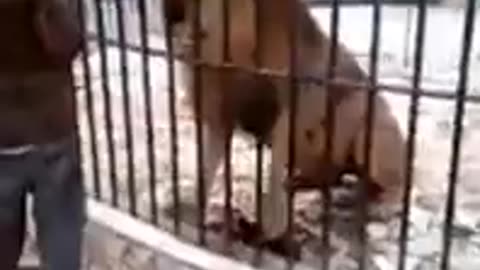Lion Reflexes On Point