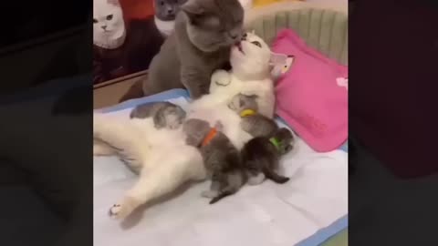 Funny Animal Videos 2024 Best Dogs And Cats Videos 😺😍 #85