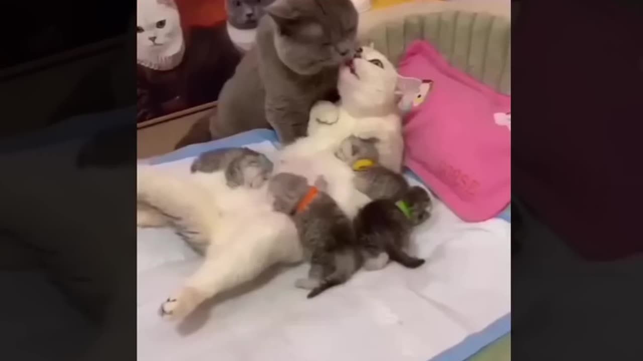 Funny Animal Videos 2024 Best Dogs And Cats Videos πΊπ #85