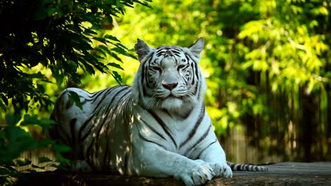 World amazing animal's trending