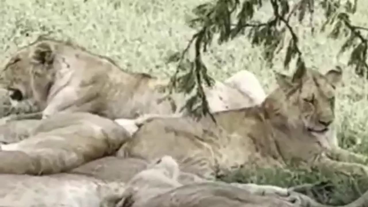 Jungle King | Lions Sitting Calmly in the Forest | Lions at Peace