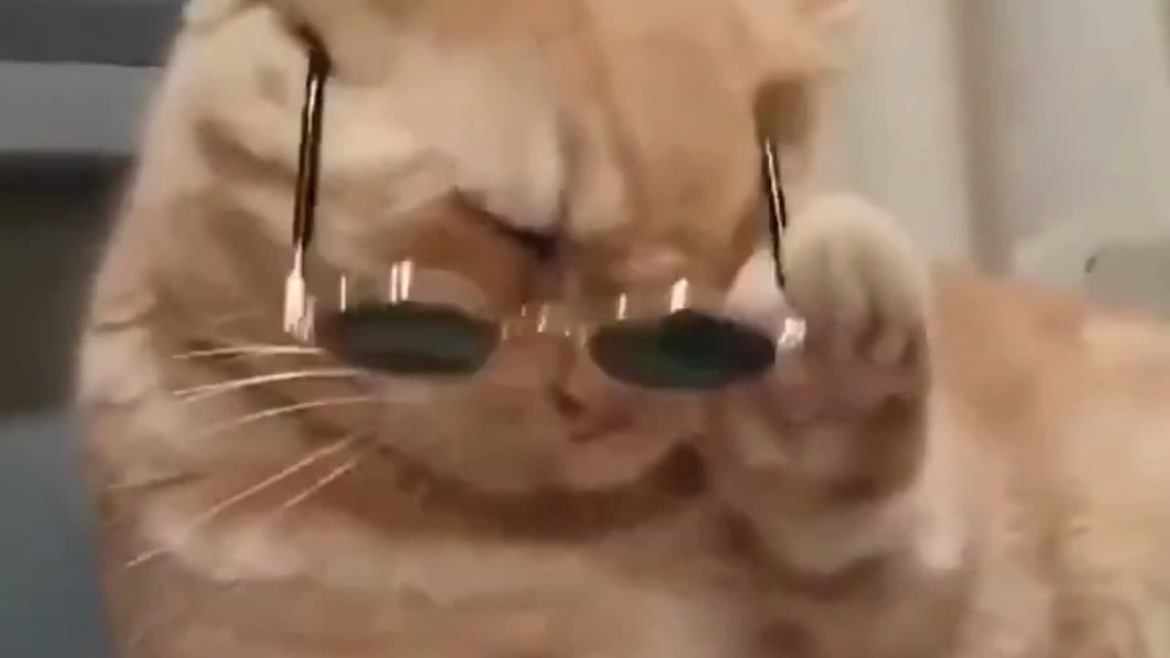 cute cat video