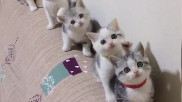 Cute kitty army is here! :D