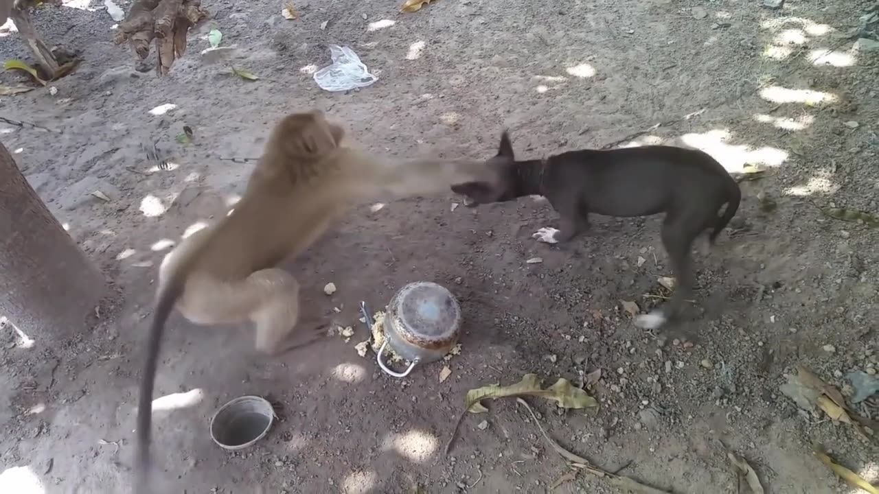 funny dog vs monkey video Ifunny video IN comedy videos