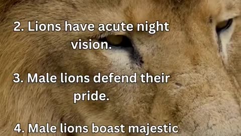 5 facts about lion