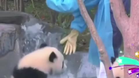 Panda are confuse.