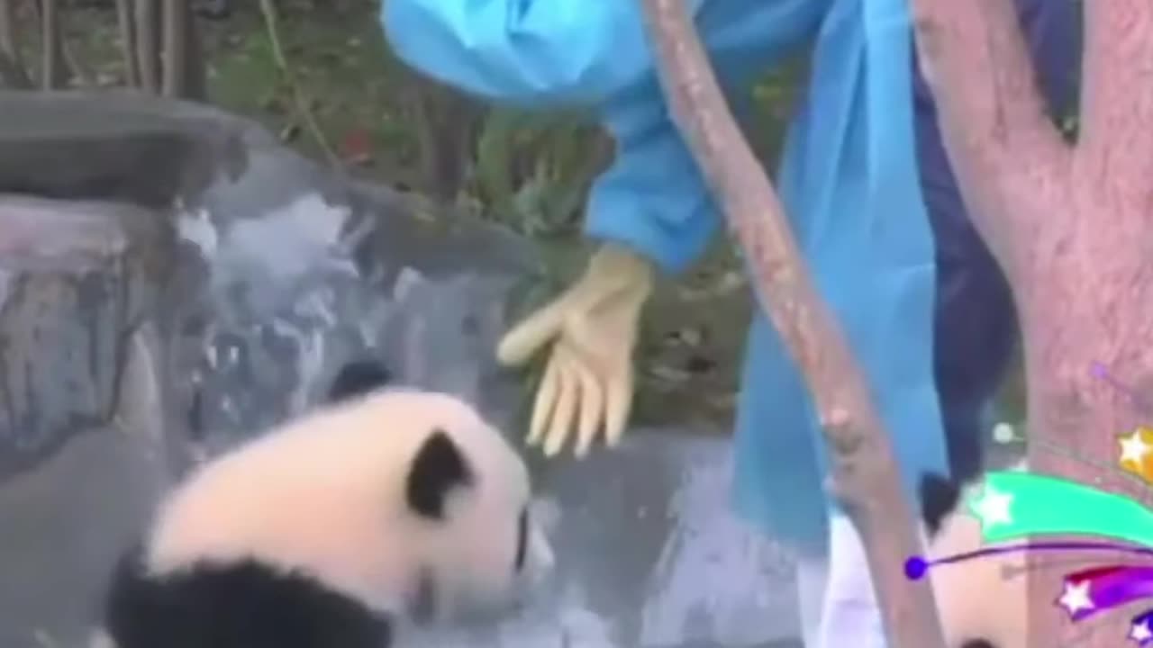 Panda are confuse.