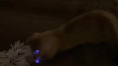 The kitten is taking a nap, the earth is spinning