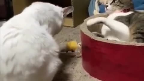 Cats funny