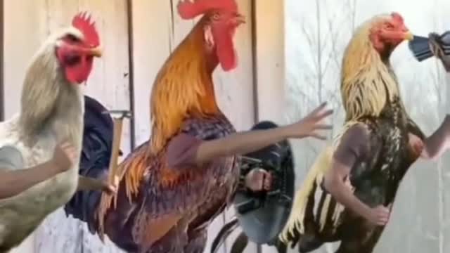 the avengers of the farm