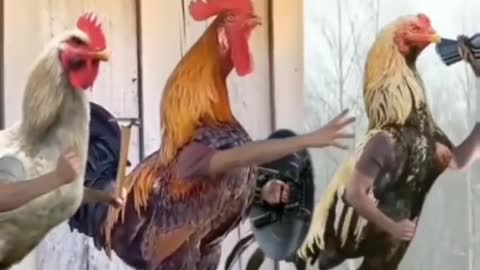 the avengers of the farm
