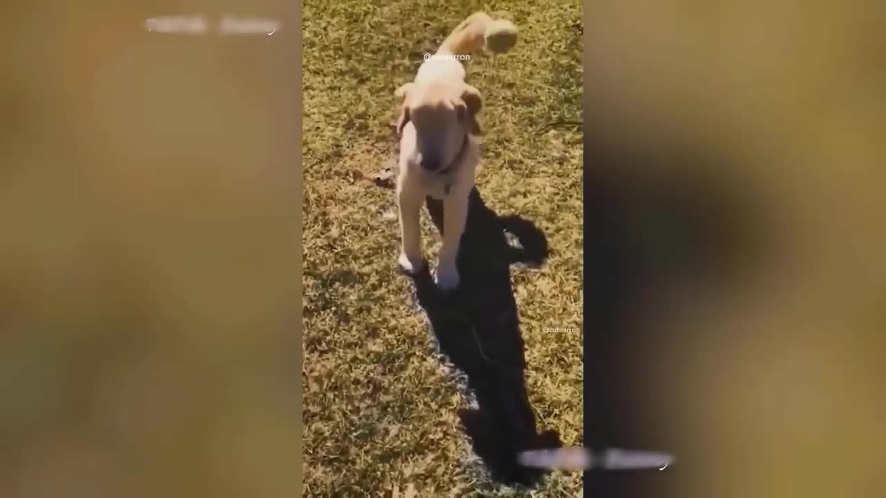 Funny Animal Videos 2023 🥰