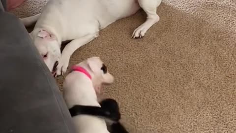 Keke and all of her dog siblings💕