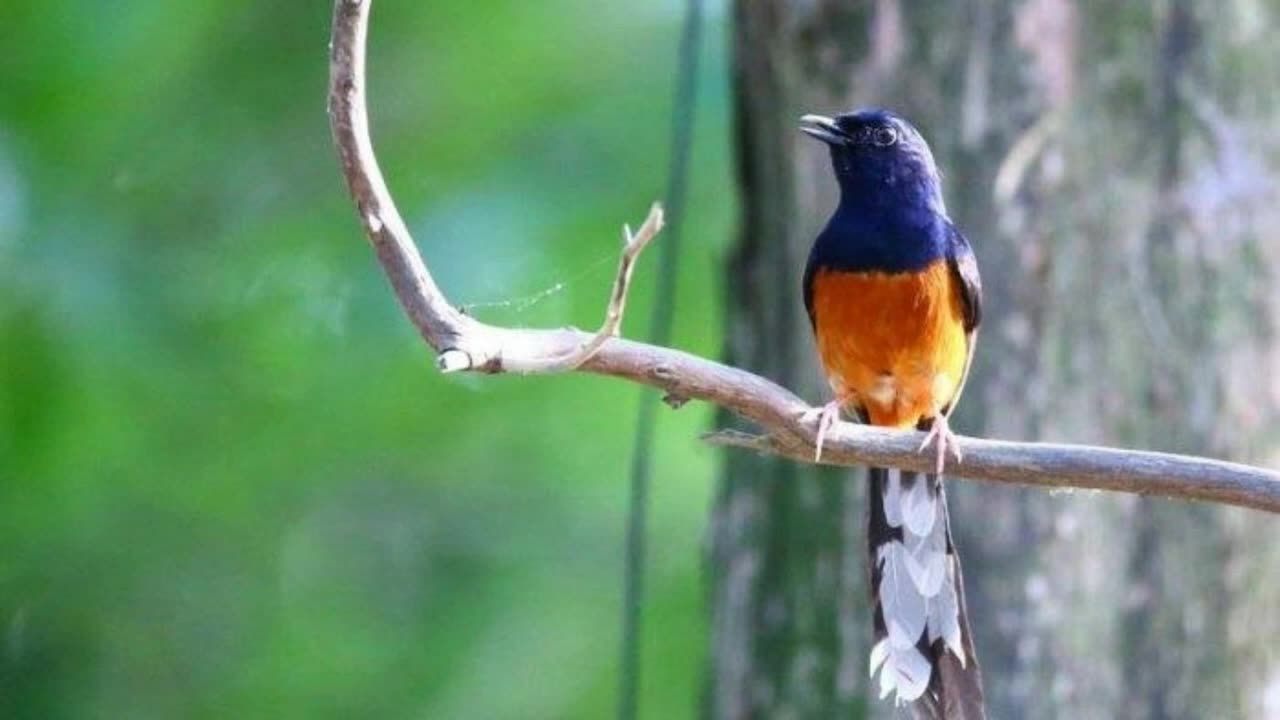 The Sound of the National Champion Stone Magpie