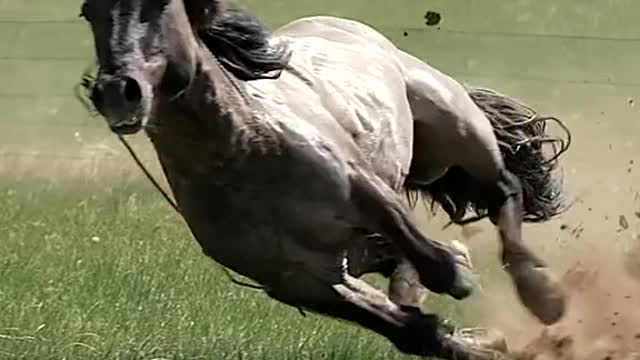 These are the best of horses.