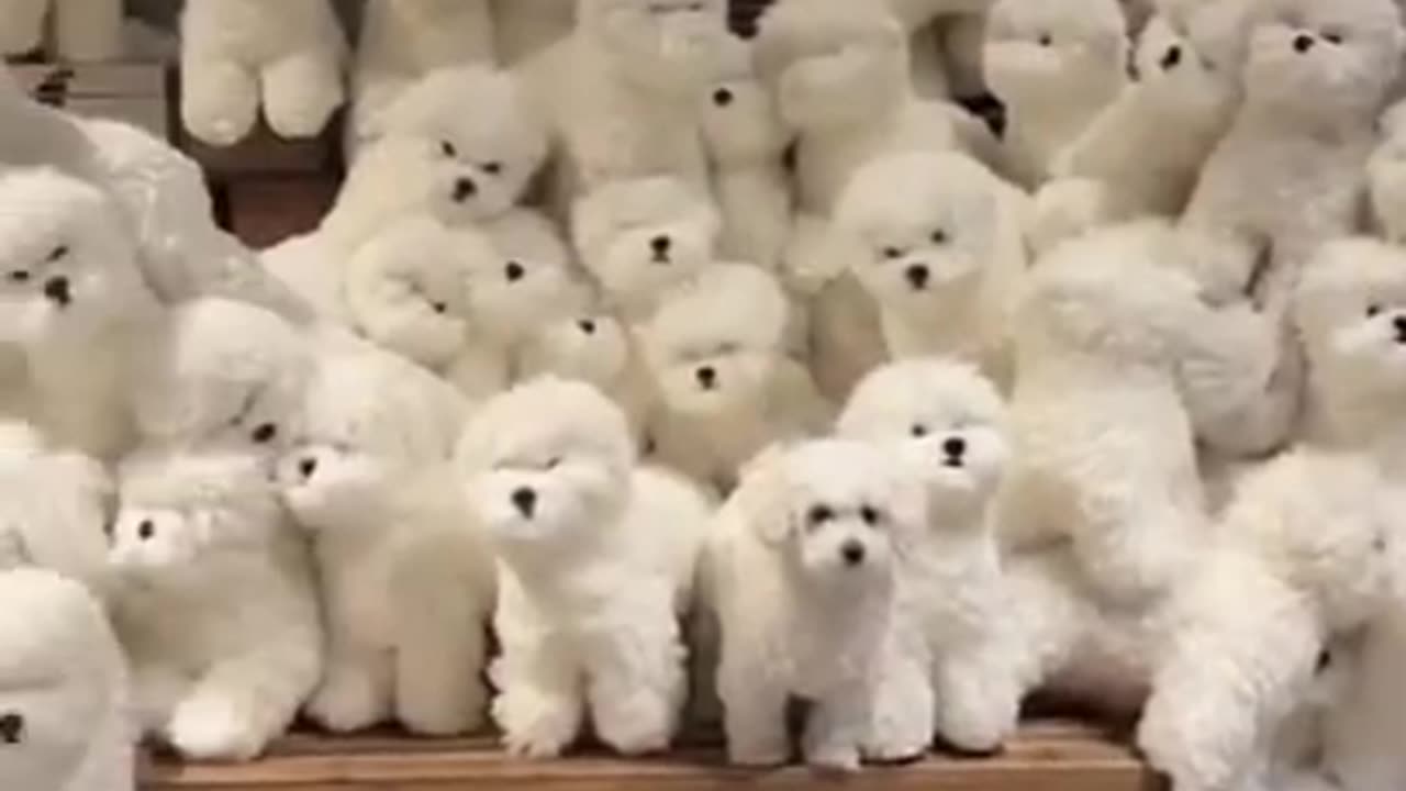 Very Very Cute Doggies #shorts #viral #shortsvideo #video