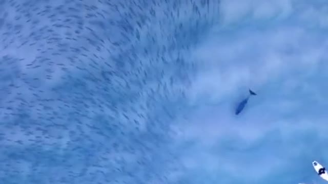 dolphins in the wild